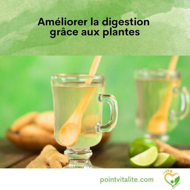 Un bon confort digestif est source de bien-être! 😀
Les plantes accompagnent notre digestion.🌿

Il y en a qui facilitent le travail de l’estomac, d’autres celui du foie ou du pancréas et certaines améliorent le travail de l’intestin.
Comme d’habitude, je vous propose en exemple trois approches simples.
Mais le monde de la phytothérapie, de la gemmothérapie et de l’aromathérapie est vaste, et chaque accompagnement doit être personnalisé.

#bienetre #bienêtre #mieuxetre #mieuxêtre #mieuxêtreauquotidien #mieuxetreautravail #santénaturelle #santenaturelle #naturopathie #naturopathe #pointvitalite #nutrition #phytotherapie #phytothérapie #aromathérapie #gemmothérapie #mieuxvivre #gestiondustress #gestiondesemotions #fatigue #fatiguechronique #fatiguée #fatigué #vitalité #bienvieillir #bienvieilliraunaturel #sommeil #stress #cognition #énergievitale